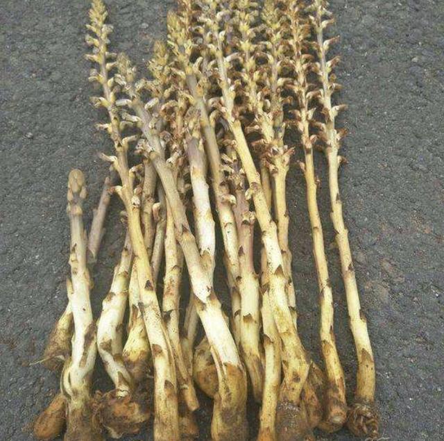 此种草珍贵远看金黄色被称为列当晾干后能制成药材