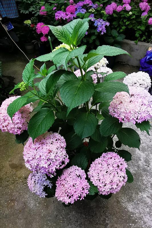 一款很优秀的绣球花 花大色艳 花期长 养护简单 适合盆栽观赏 腾讯网