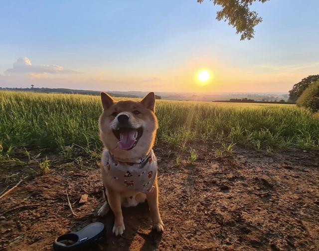 萌犬二十种 忠爱满世界 吉娃娃 法国斗牛犬 比熊犬 哈士奇 博美犬 秋田犬