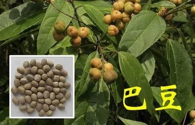 【今日讲解】峻下逐水药:巴豆