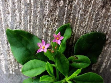 农村一种 假人参 常被 不识货 的村民铲除 了解后都傻眼了 腾讯网