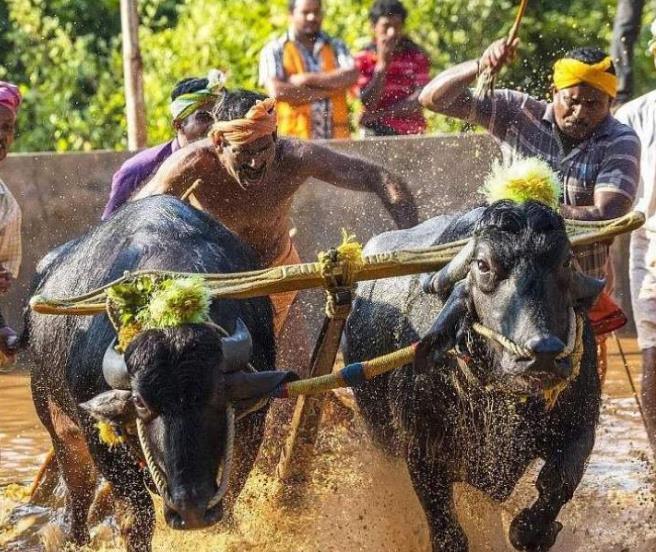 印度人对牛十分尊重为何每年还会举办屠牛节原因意想不到