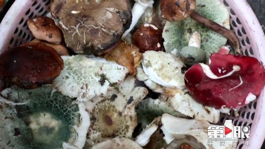 在这个晴雨交替频繁的时节,积蓄了一个冬春力量的野生菌从湿润的土里