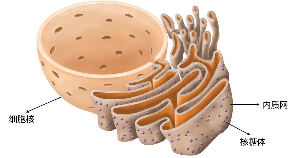 dna所在区域靠近,并最终包裹住dna,从而形成核膜,此时细胞核成形[1-3]