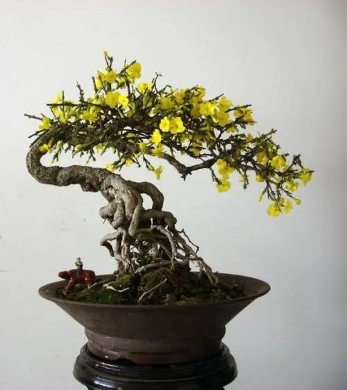 迎春盆景的造型与养护