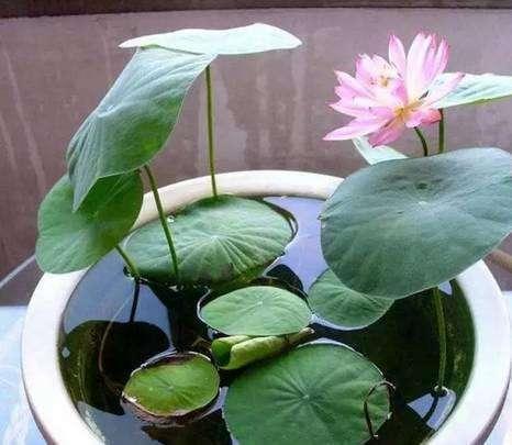 夏天养碗莲要多浇水 根壮开花多 花苞大太美了 腾讯新闻