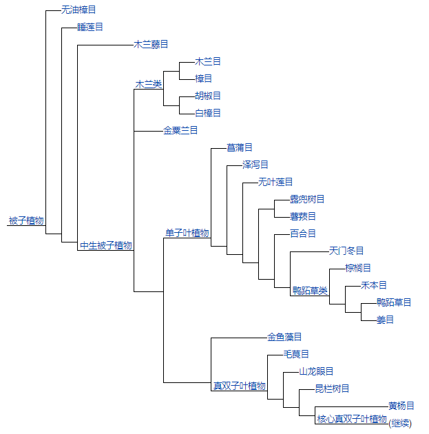 植物分类系统图(植物apg系统图)