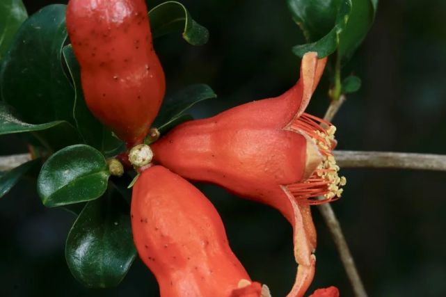 石榴花punica granatum丨翦翳翎棠梨花棠梨花是川梨pyrus pashia的