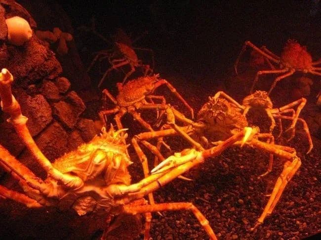 杀人蟹|日本“杀人蟹”袭击渔民60人死亡？最大甲壳美味如何被造谣成恐怖生物