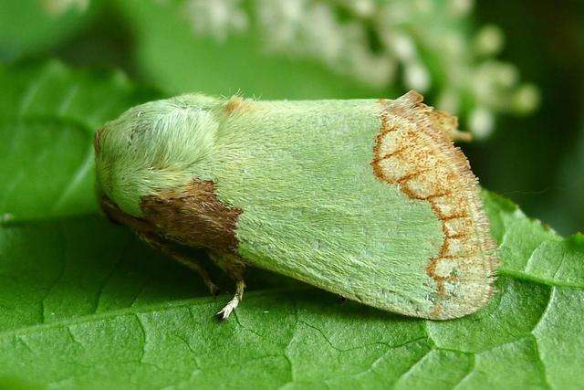 洋辣子其实就是刺蛾的幼虫,它一般在一些枝叶上或者地下越冬,到了第二