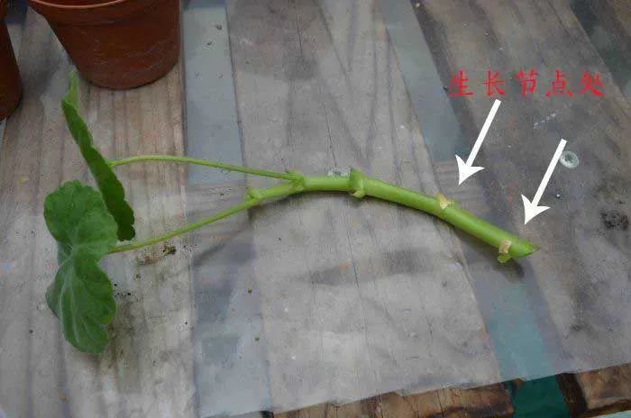 天竺葵用成本极低的扦插方法培育阳台培育了几十盆不怕养不好