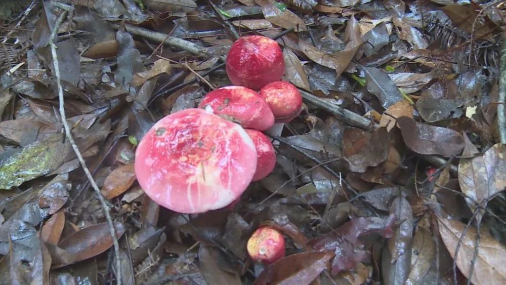 承包者 杨海木:这种野生红菇到目前为止是无法人工培育的,营养价值