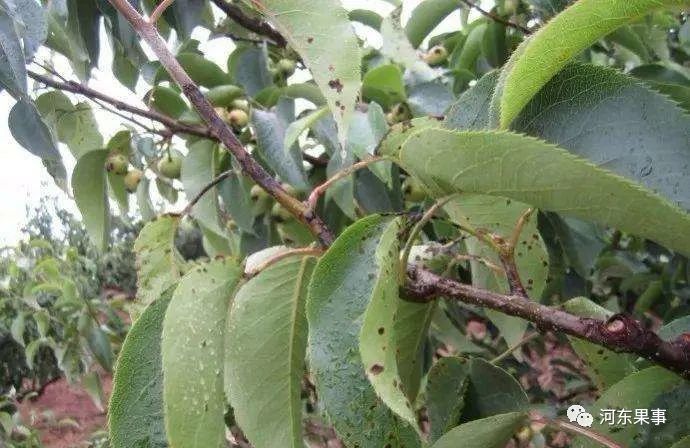 横扫陕西,山东,甘肃的苹果黑星病究竟是何方神圣_腾讯新闻