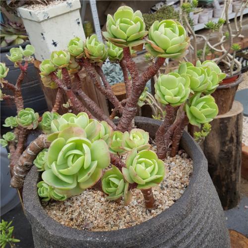 3种漂亮的绿色多肉 个个精致颜值高 你养了几种 腾讯新闻