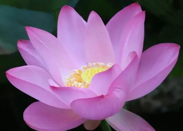 心理测试:你第一眼喜欢哪朵莲花,测出你将来的人生是否平安