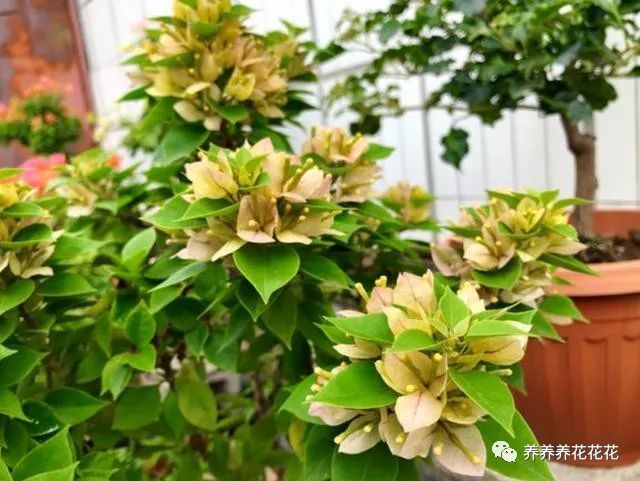 三角梅应该用啥肥 只需1种就足够 一月浇2次 花开一茬接一茬 三角梅 肥料