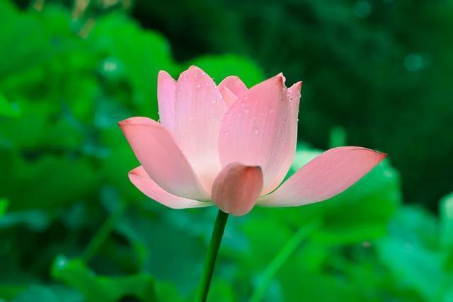 腾讯内容开放平台