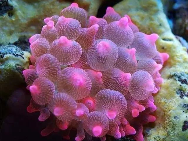 海葵61种类海葵是海中最常见的一种无脊椎动物,外表十分像植物,形状