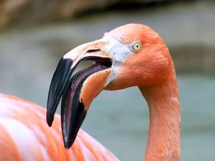 火烈鸟的喙巧嘴也非"鸟鸟"皆有鸟类精妙的上下颌结构与一张用途多样的