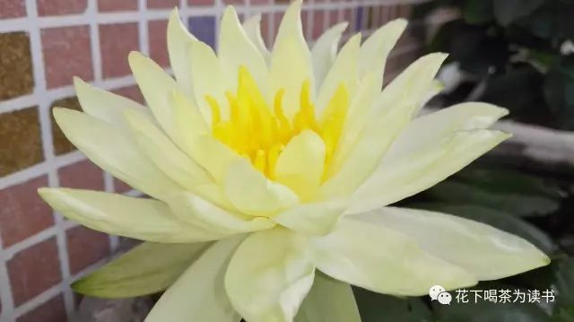 品百味通往天国的莲 腾讯新闻