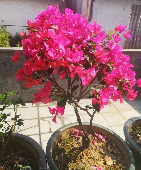 什么花适合夏季盆栽 养三角梅 太阳花 蓝雪花 整夏花开不断 蓝雪花 太阳花 花卉 夏花 三角梅 盆栽