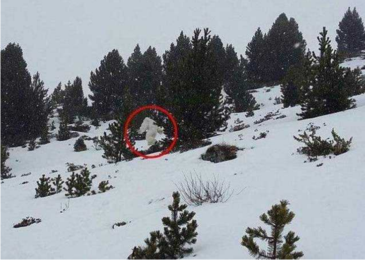 "雪人"现身喜马拉雅山,高智商攻击性强,是人类近亲变异物种?_腾讯新闻