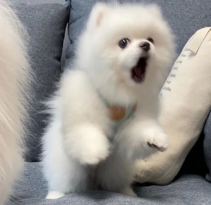 小博美生气骂街的样子也太可爱了吧萌成了表情包