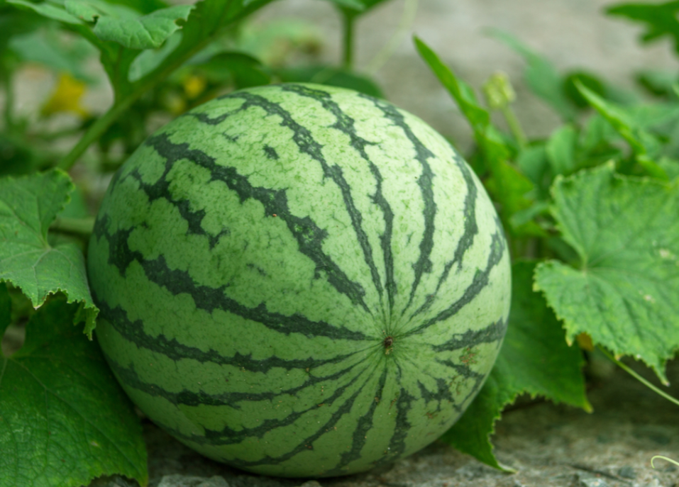 圆润,头围大小匀称的西瓜,如果西瓜的外形如同柚子那般「头小尾大」