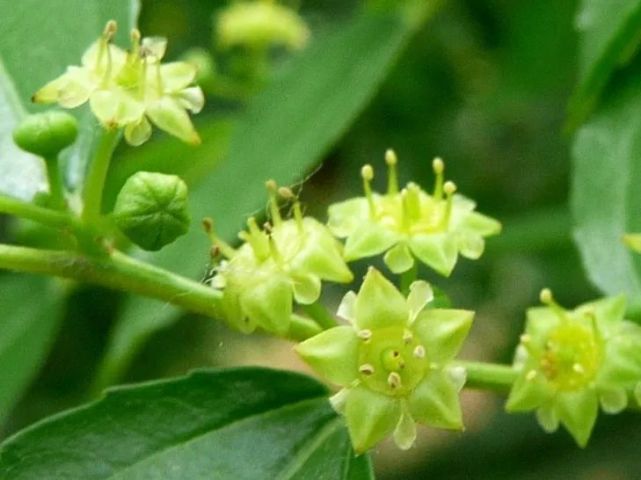 知道么 蜜蜂因为这种花太香都会被 累死 花粉 蜜蜂 枣树 红枣 枣花蜜