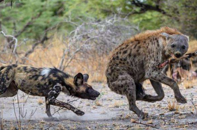 掏肛神兽开战鬣狗太惨了掏肛一哥终于知道被掏的绝望了