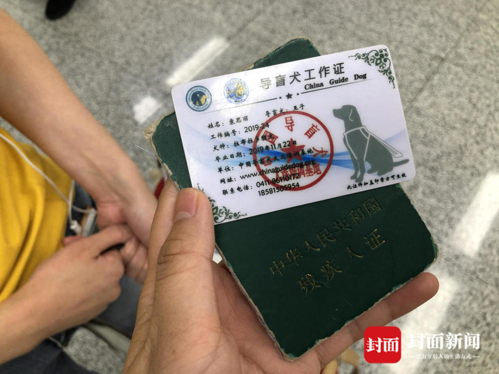 全川仅有3只的导盲犬如何工作会自主判断出行障碍非常温顺不会随地