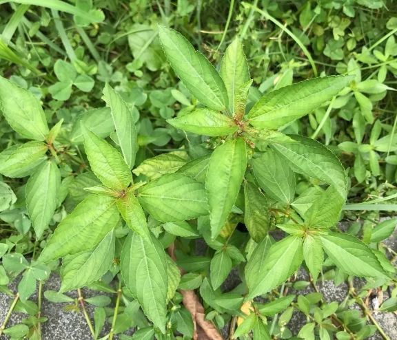 (《青海常用中草藥手冊》)蒲黃炭性味甘平,具有行血消瘀,止血的功效.