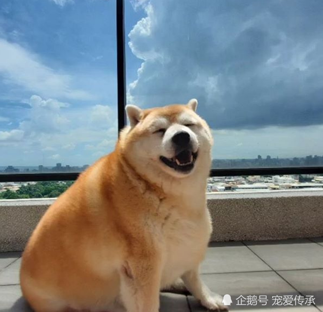 柴犬長出