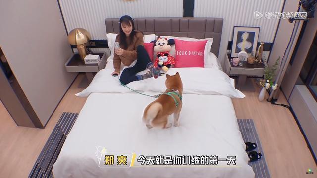 郑爽怕被自己柴犬咬,竟在真人秀说出这句话激怒网友:智商没下限吗?