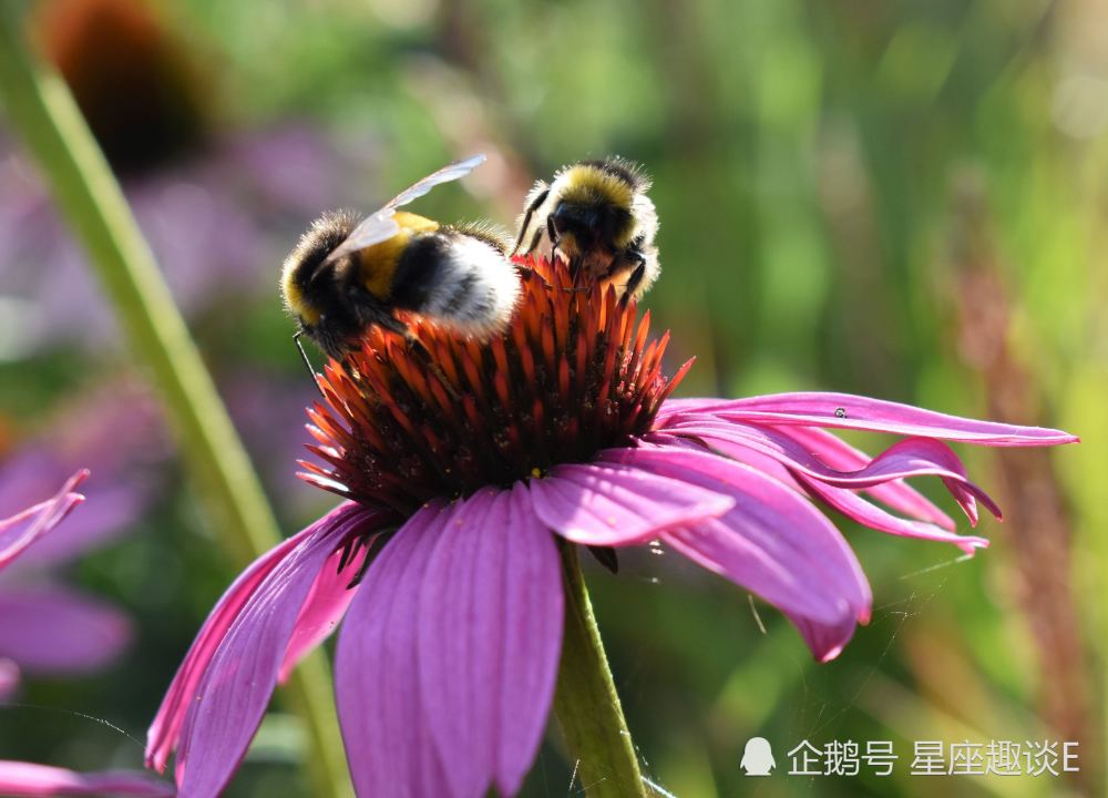 6月22日星座运势 双子顺其自然 狮子激发斗志 射手好胜心强 腾讯新闻