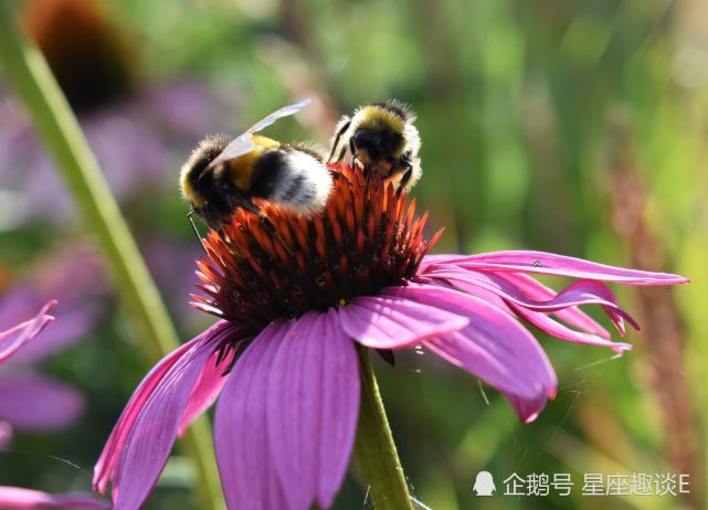 6月22日星座运势 双子顺其自然 狮子激发斗志 射手好胜心强 星座运势 双子座 射手座 狮子座