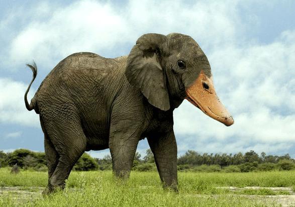 杂交大都指的是生殖细胞相互融合,二倍体或多倍体染色体在减数分裂后