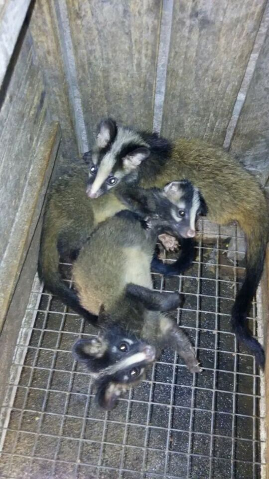 广西公开人工繁育野生动物补偿标准果子狸1000元竹鼠180元