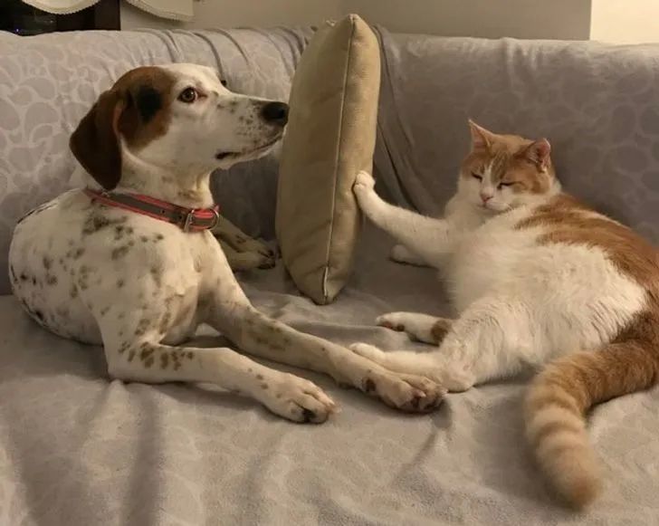 毫无礼貌的顽皮宠物们