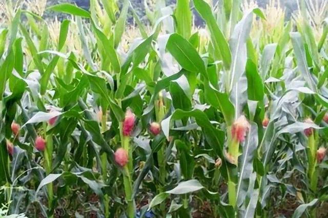 一株玉米多个穗,是弃是留?显然这种做法不合理,农民却依然在犯