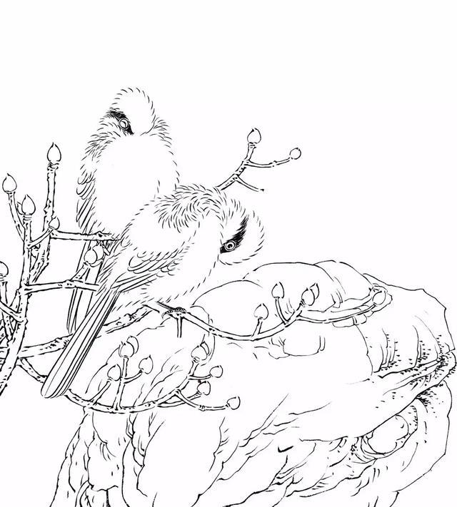 禽鸟白描怎么画?初学者从最简单的线稿画起来