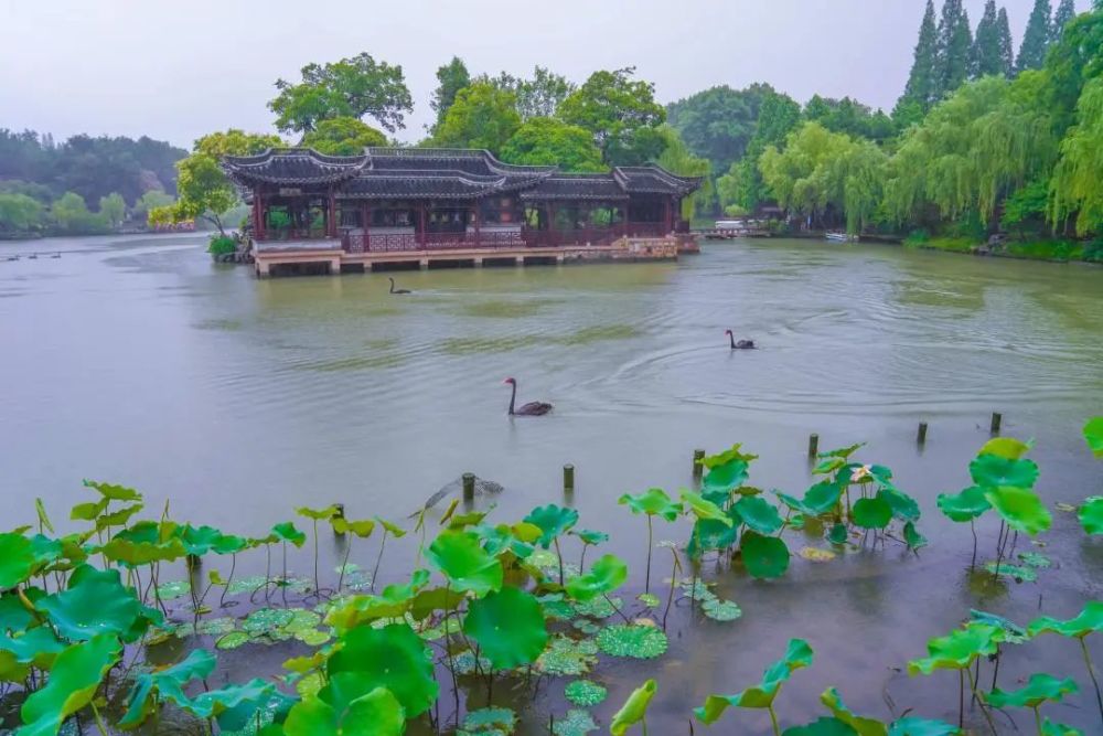 與其悶在揚州的梅雨季裡不如醉美在瘦西湖的荷塘邊