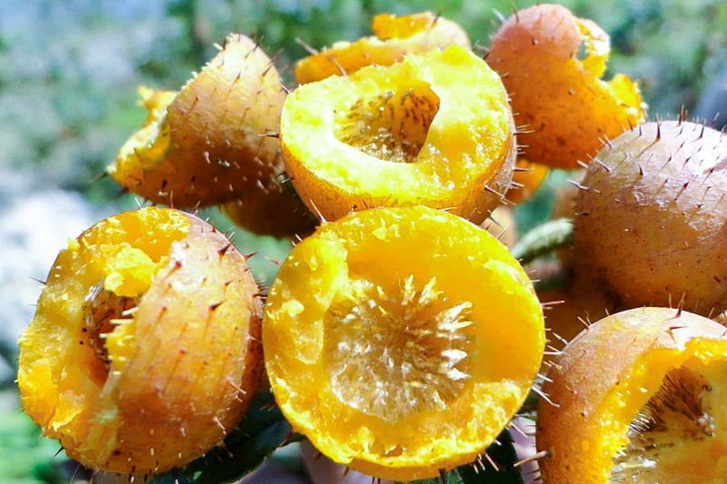 它才是"维c之王",浑身是刺却甜如蜜糖,长在树上少人识