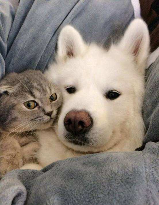 "狗狗去世半年后,再次叫狗狗的名字,猫咪的表现让人泪目"