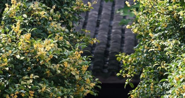 桂花树不宜种在院子里 窗户前也不能种 为何农村老人会这么说 风水学 财运