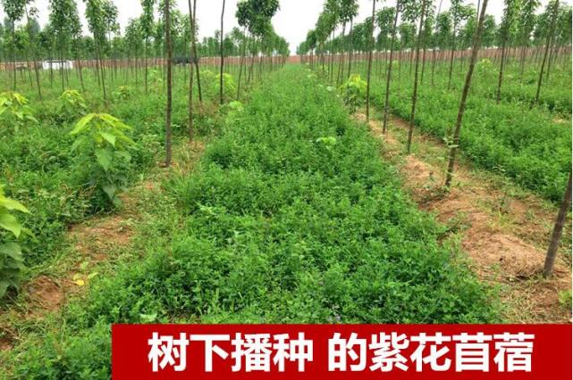 紫花苜蓿介绍及种植资料 腾讯网