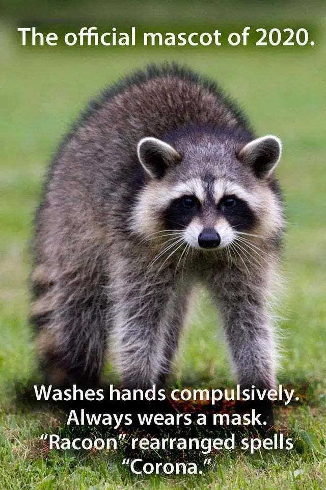 小浣熊正作为一股邪恶势力蔓延全球