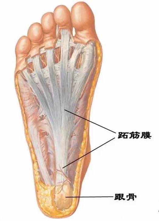 其主要功能:维持足弓的高度,保持正确的步态.