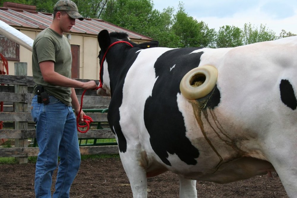 美国奶牛身上都有个大洞,饲养员还伸手去掏,这洞口究竟有何意义?
