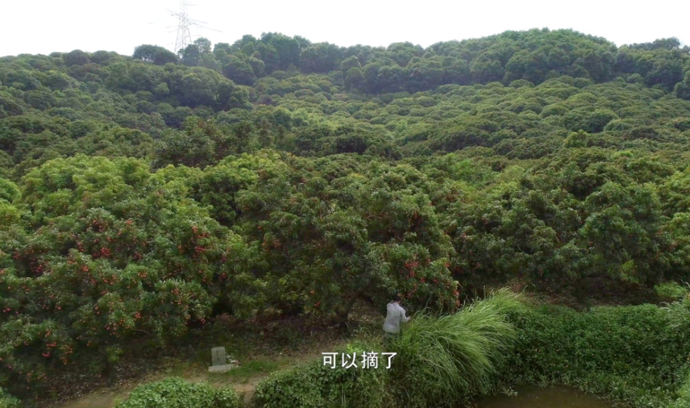 东莞的幸福生活:人在树下躺,荔枝嘴边来